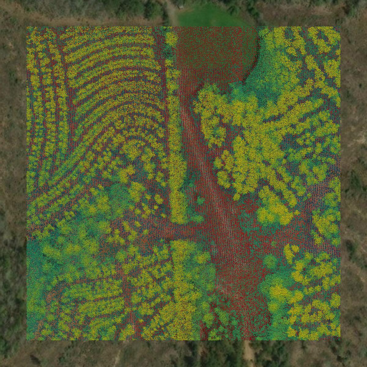This image shows a LiDAR point cloud in Coffee County created using GIS data in Equator.