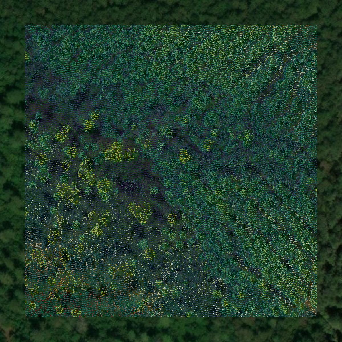 This image shows a LiDAR point cloud in Conecuh County created using GIS data in Equator.