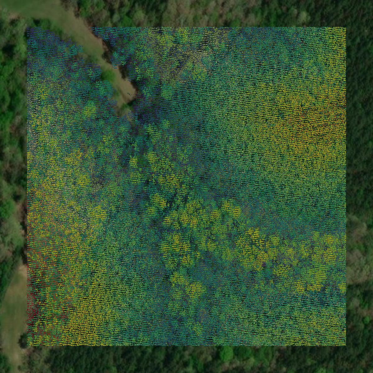 This image shows a LiDAR point cloud in Lamar County created using GIS data in Equator.