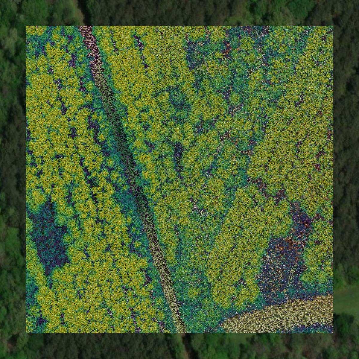 This image shows a LiDAR point cloud in Tuscaloosa County created using GIS data in Equator.