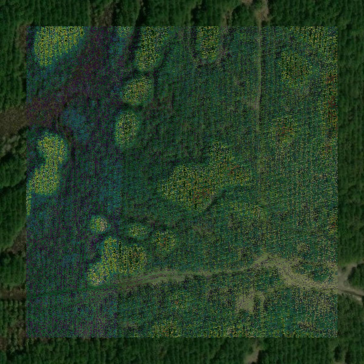 This image shows a LiDAR point cloud in Bradley County created using GIS data in Equator.