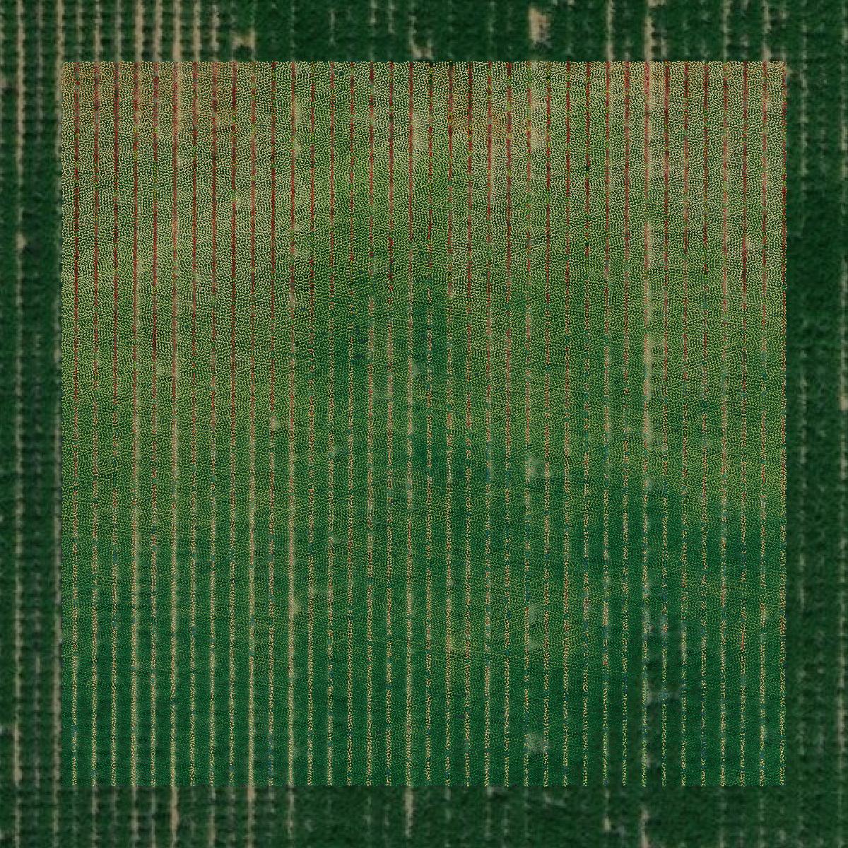 This image shows a LiDAR point cloud in Sutter County created using GIS data in Equator.