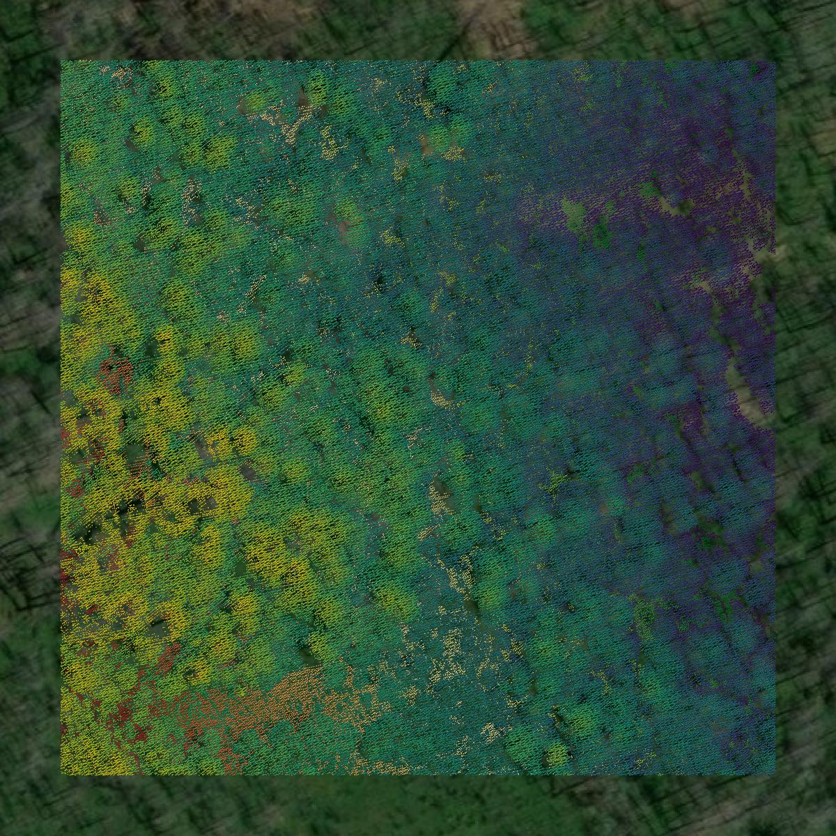 This image shows a LiDAR point cloud in Trinity County created using GIS data in Equator.