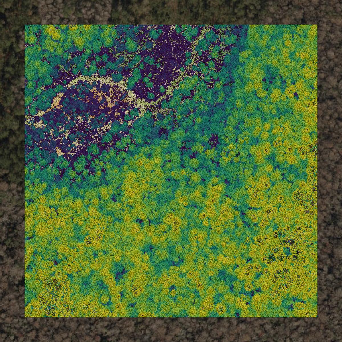 This image shows a LiDAR point cloud in Dixie County created using GIS data in Equator.