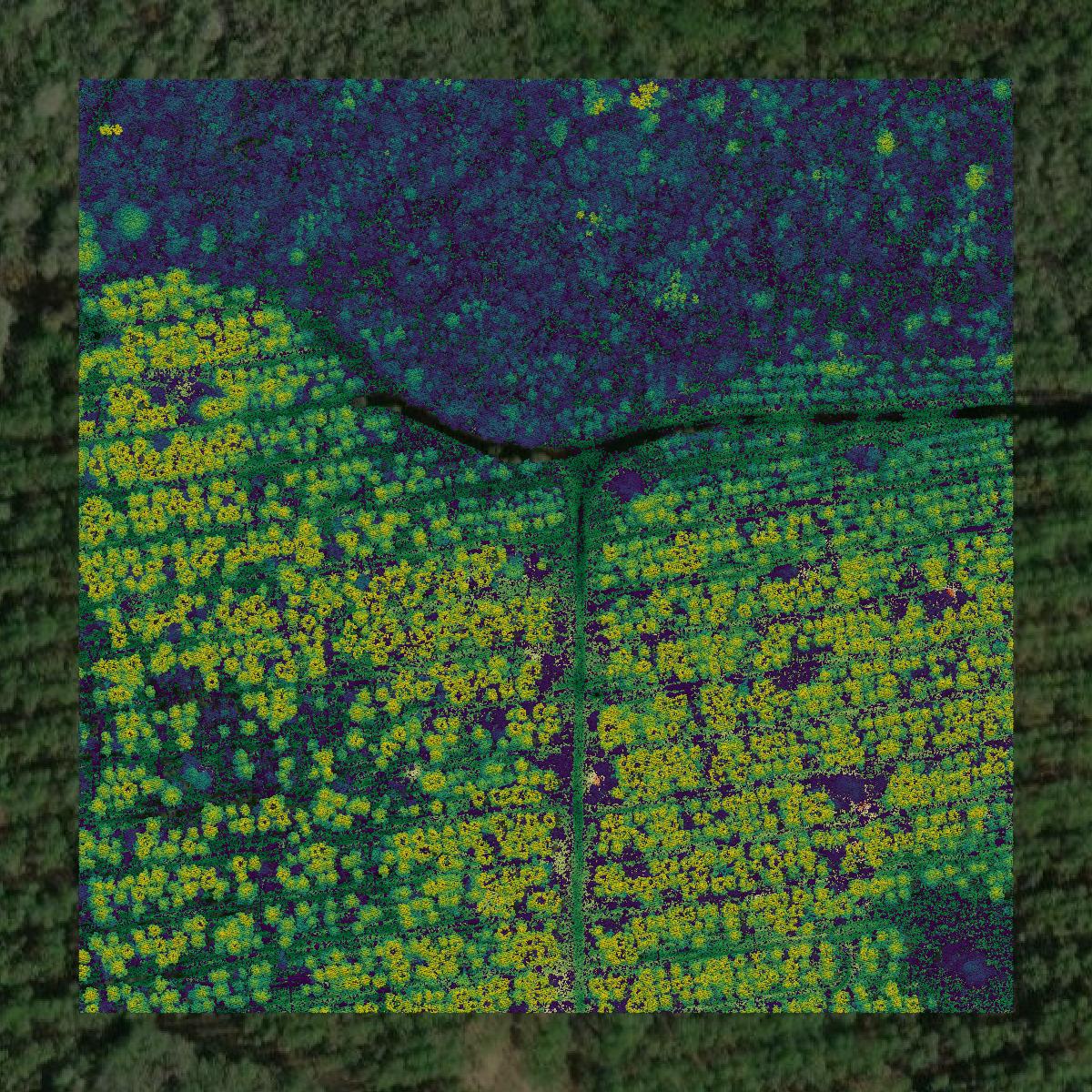 This image shows a LiDAR point cloud in Dixie County created using GIS data in Equator.