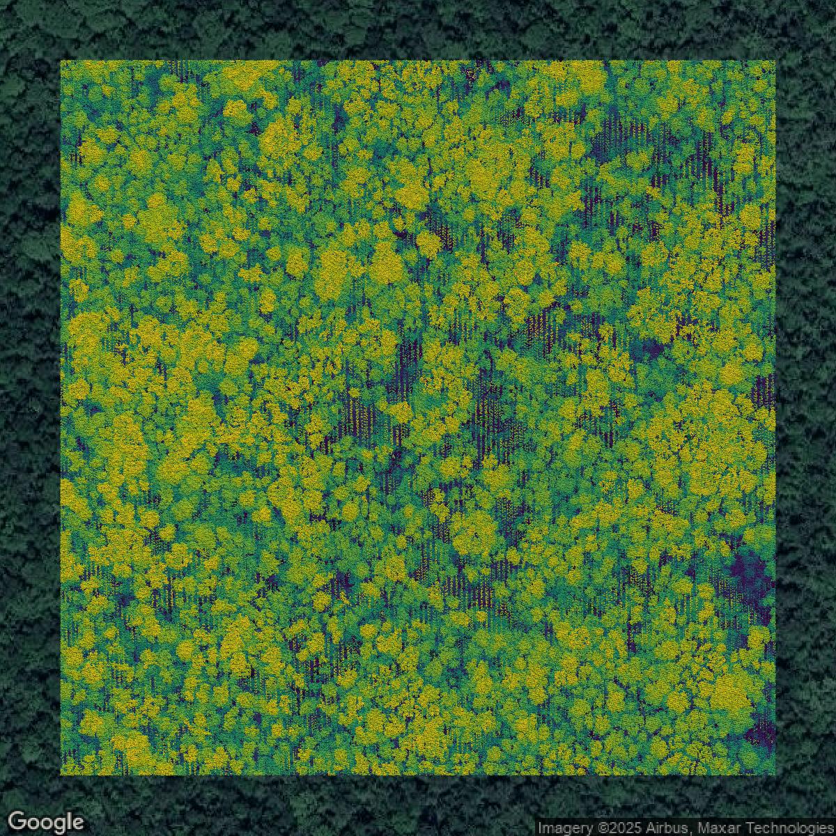 This image shows a LiDAR point cloud in Duval County created using GIS data in Equator.
