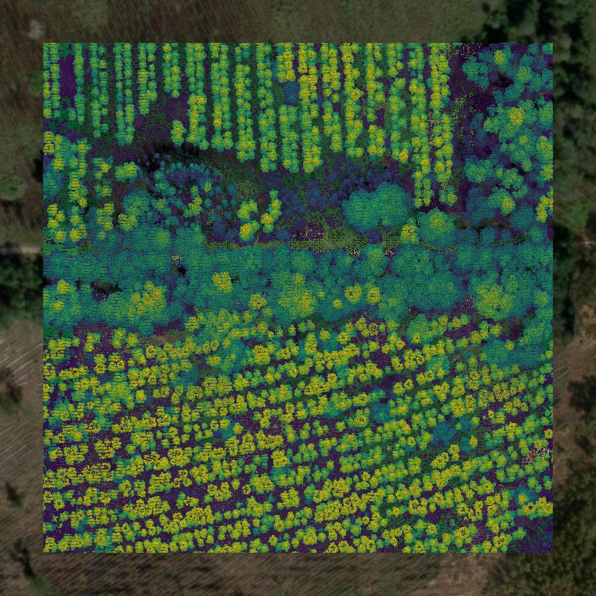 This image shows a LiDAR point cloud in Flagler County created using GIS data in Equator.