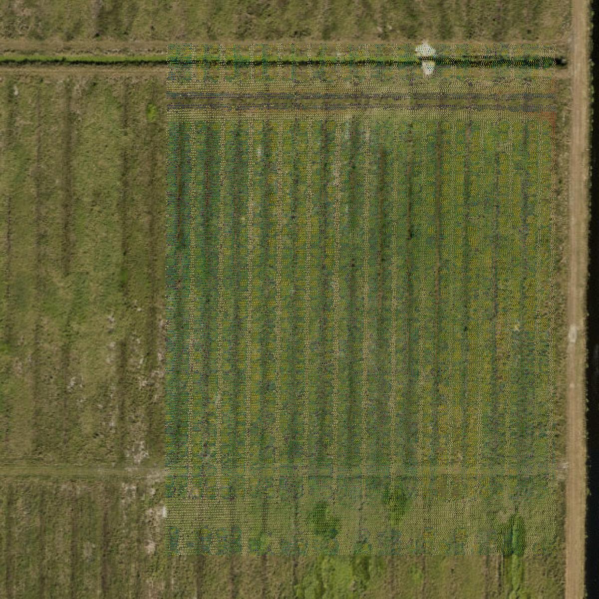 This image shows a LiDAR point cloud in Indian River County created using GIS data in Equator.