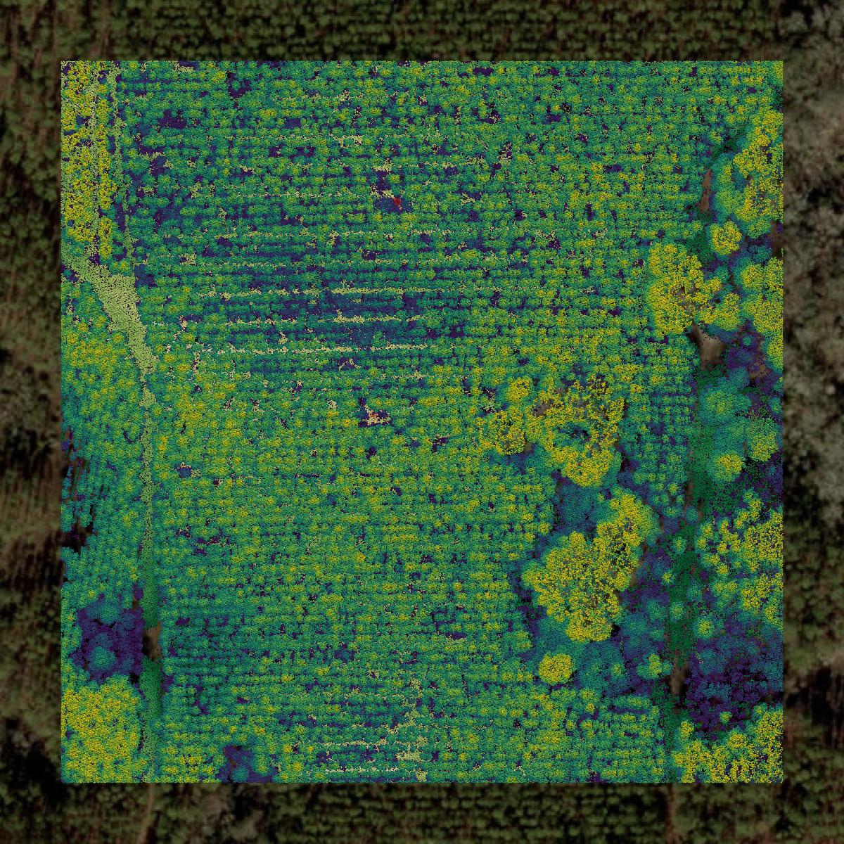 This image shows a LiDAR point cloud in Levy County created using GIS data in Equator.