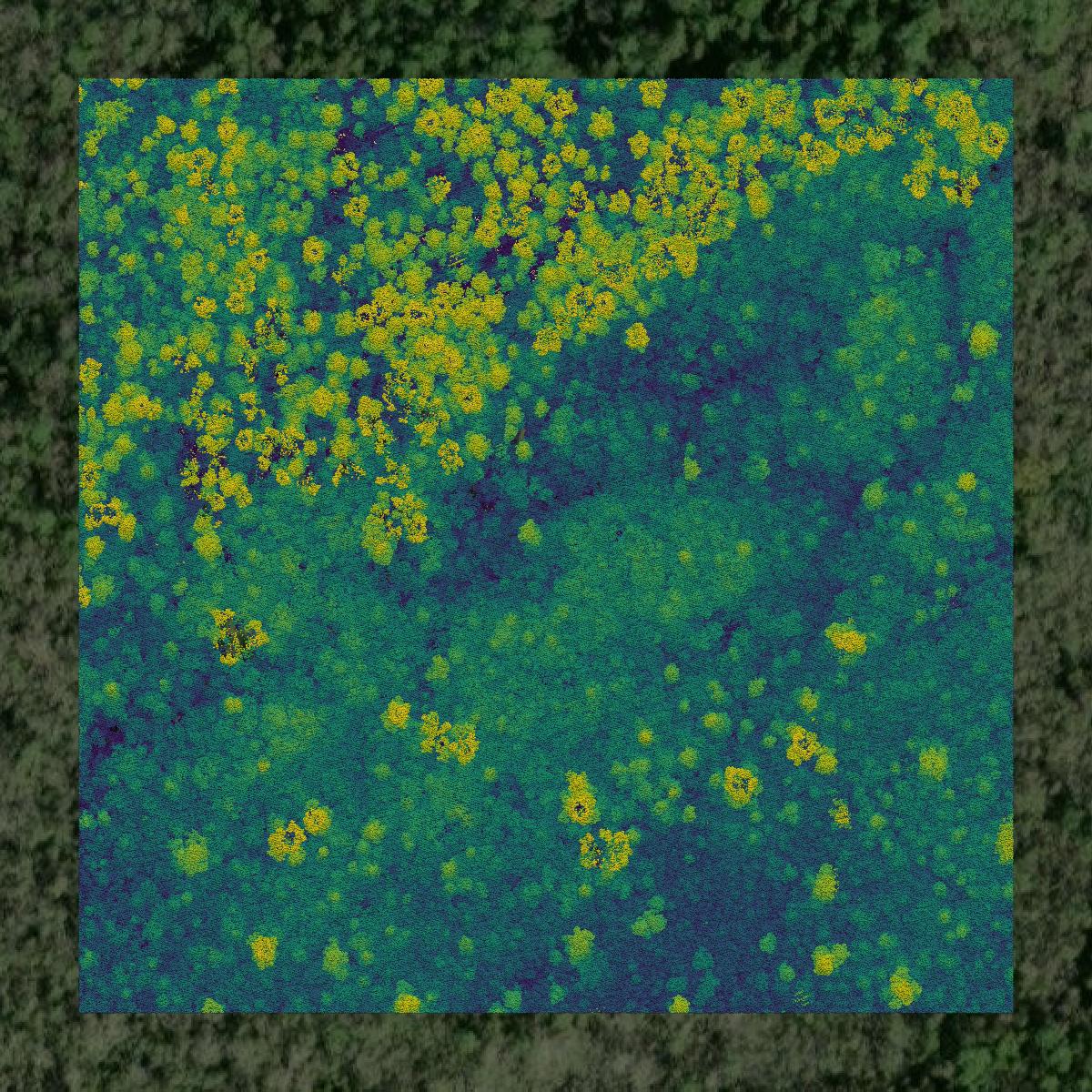 This image shows a LiDAR point cloud in Liberty County created using GIS data in Equator.