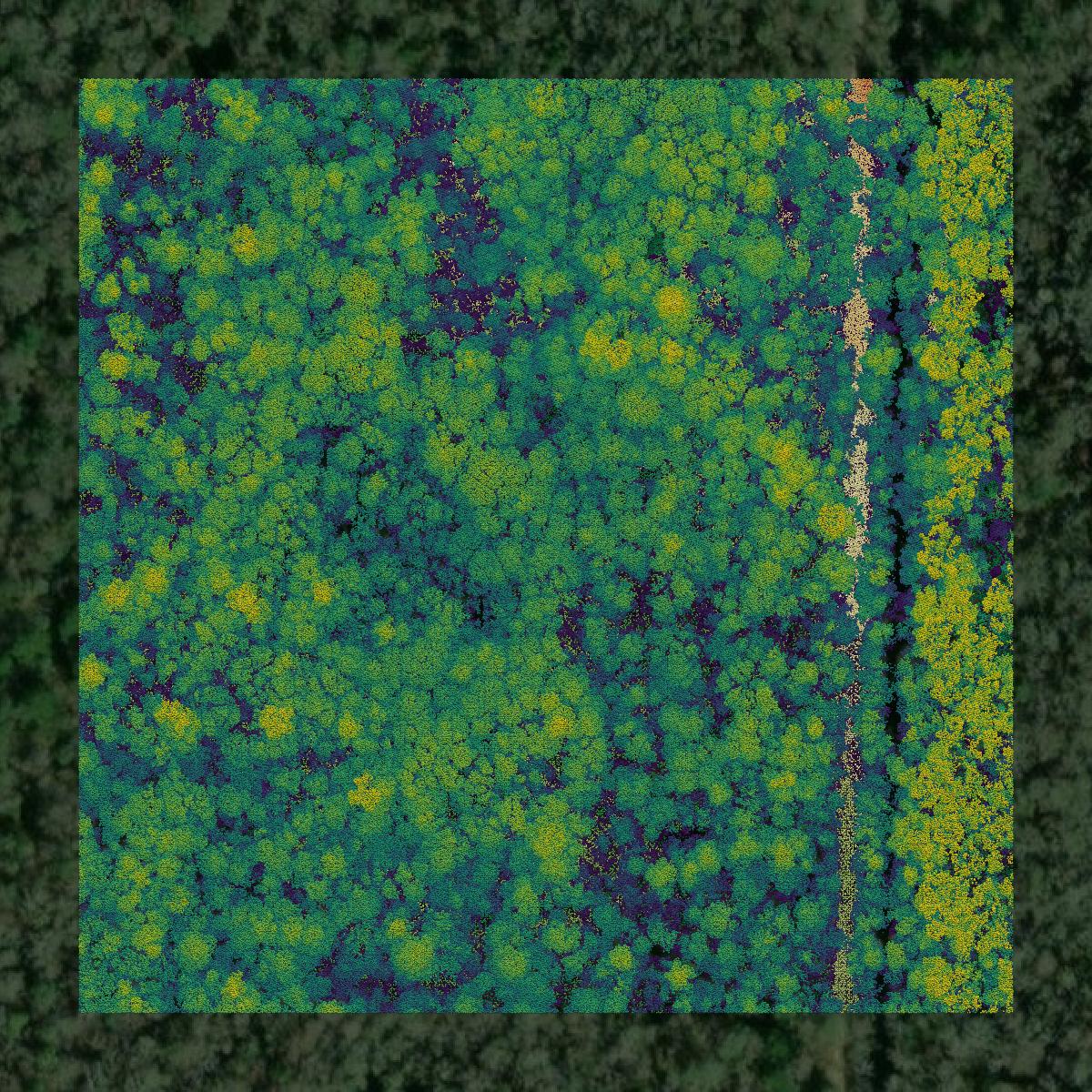 This image shows a LiDAR point cloud in Taylor County created using GIS data in Equator.