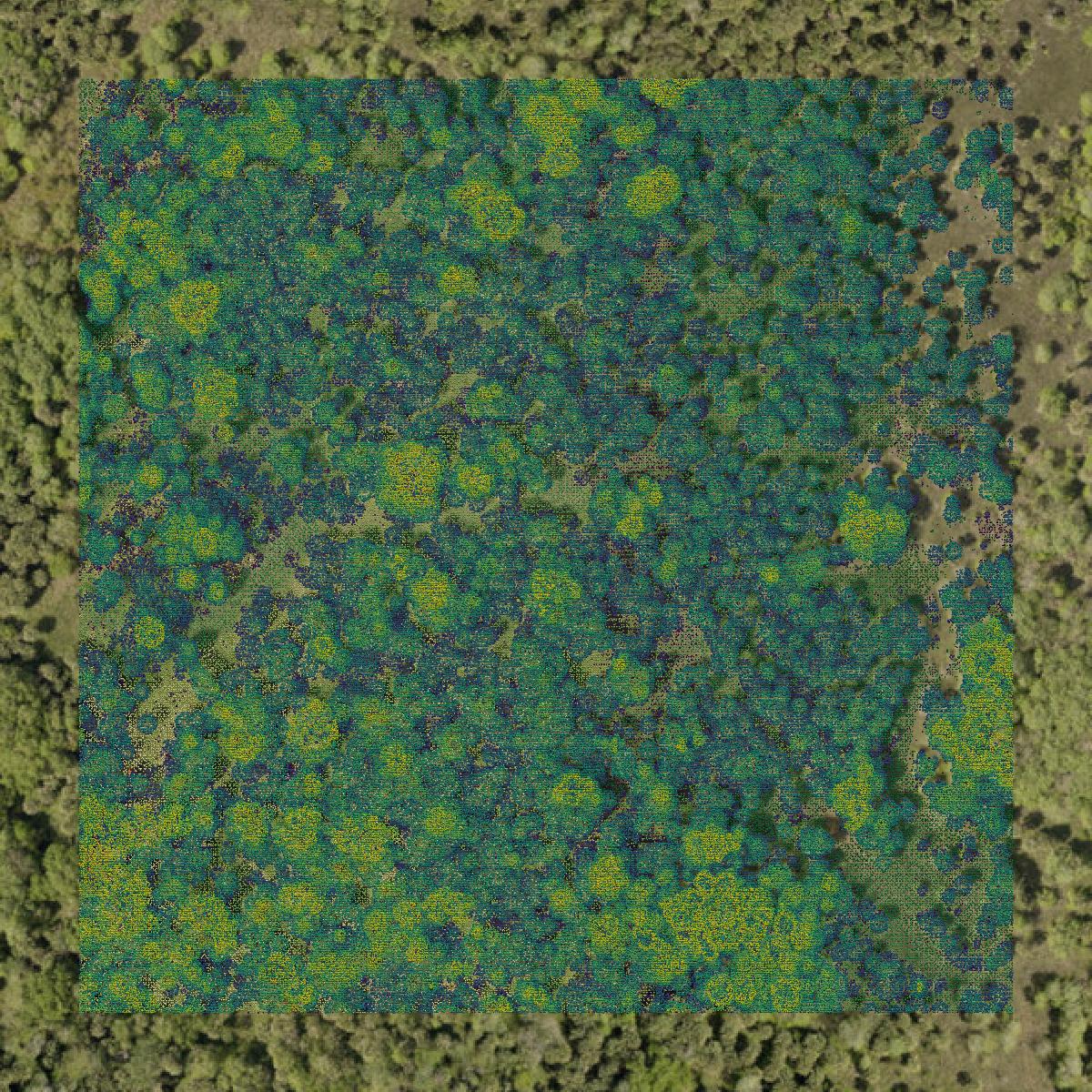 This image shows a LiDAR point cloud in Volusia County created using GIS data in Equator.