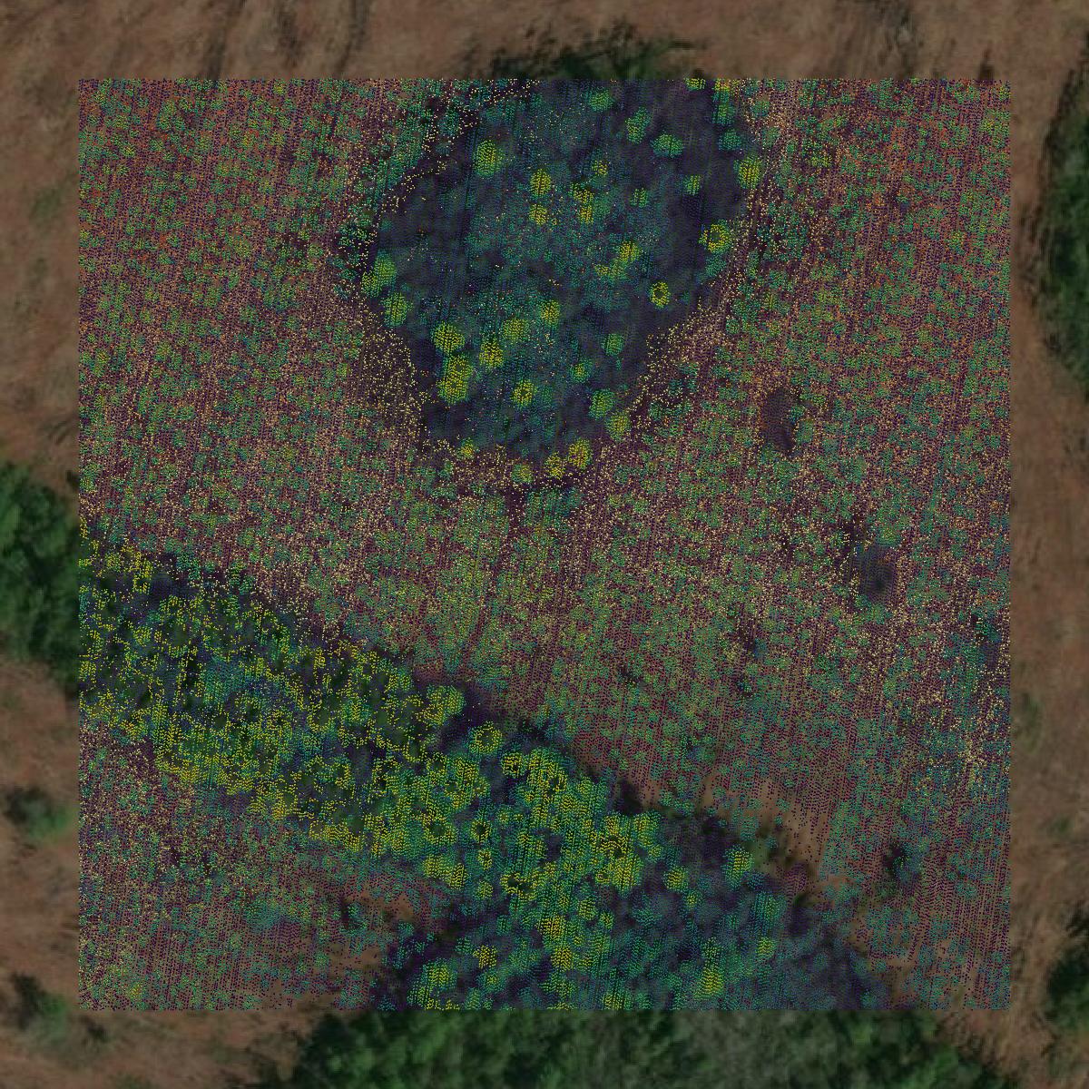 This image shows a LiDAR point cloud in Echols County created using GIS data in Equator.