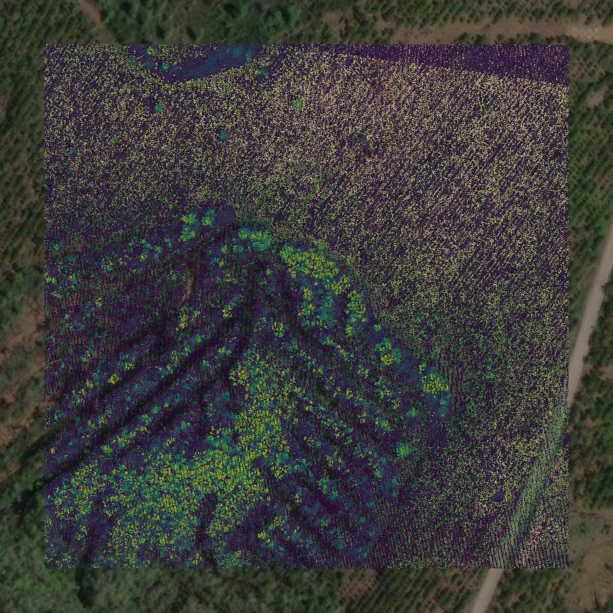 This image shows a LiDAR point cloud in Echols County created using GIS data in Equator.