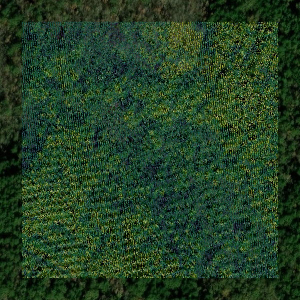 This image shows a LiDAR point cloud in Liberty County created using GIS data in Equator.