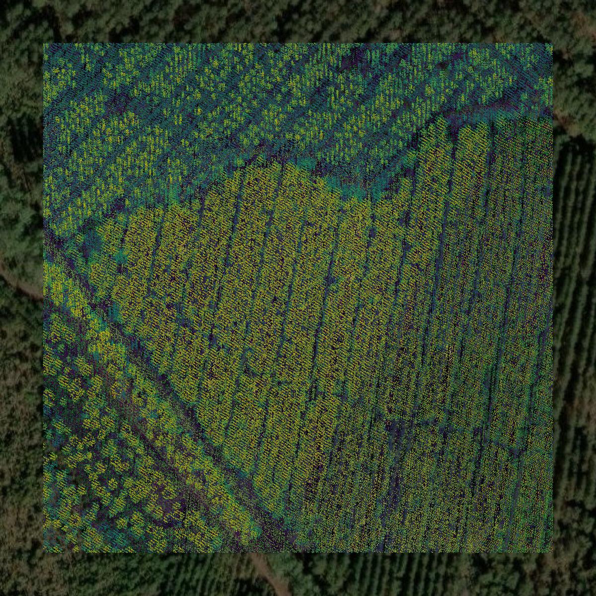 This image shows a LiDAR point cloud in McIntosh County created using GIS data in Equator.