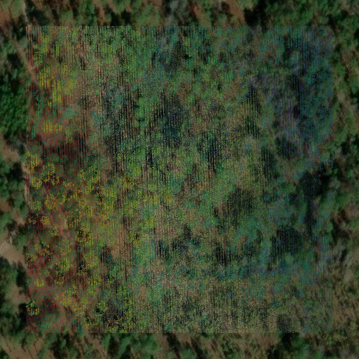 This image shows a LiDAR point cloud in Muscogee County created using GIS data in Equator.
