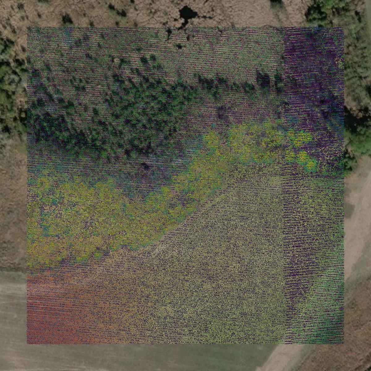This image shows a LiDAR point cloud in Screven County created using GIS data in Equator.