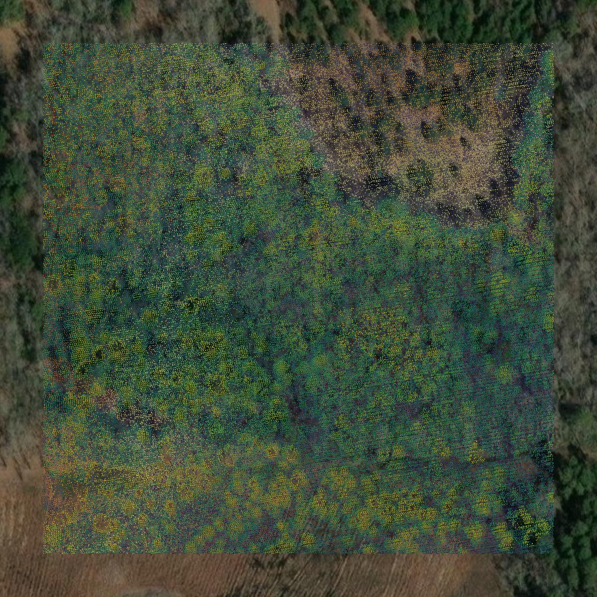 This image shows a LiDAR point cloud in Treutlen County created using GIS data in Equator.