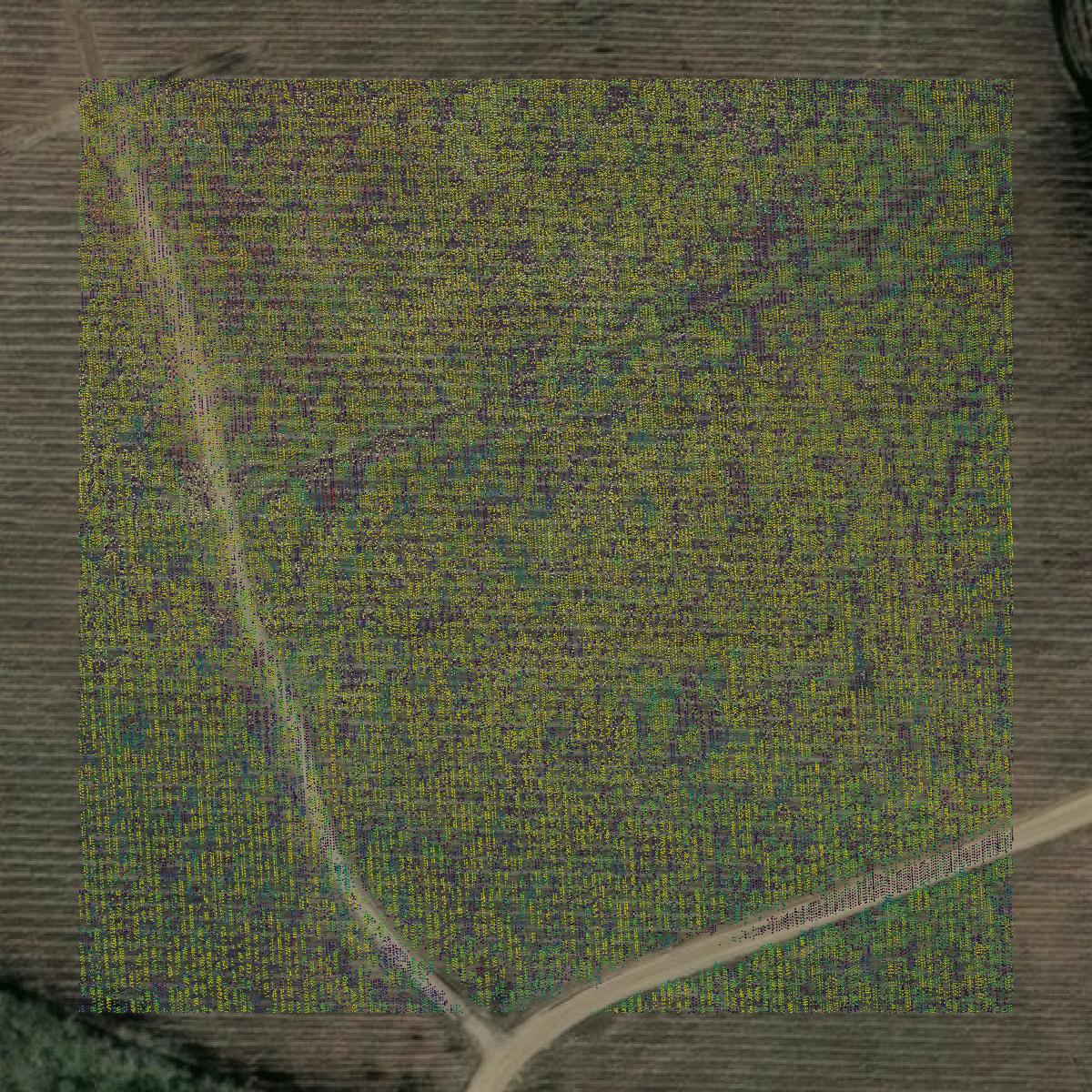 This image shows a LiDAR point cloud in Ware County created using GIS data in Equator.