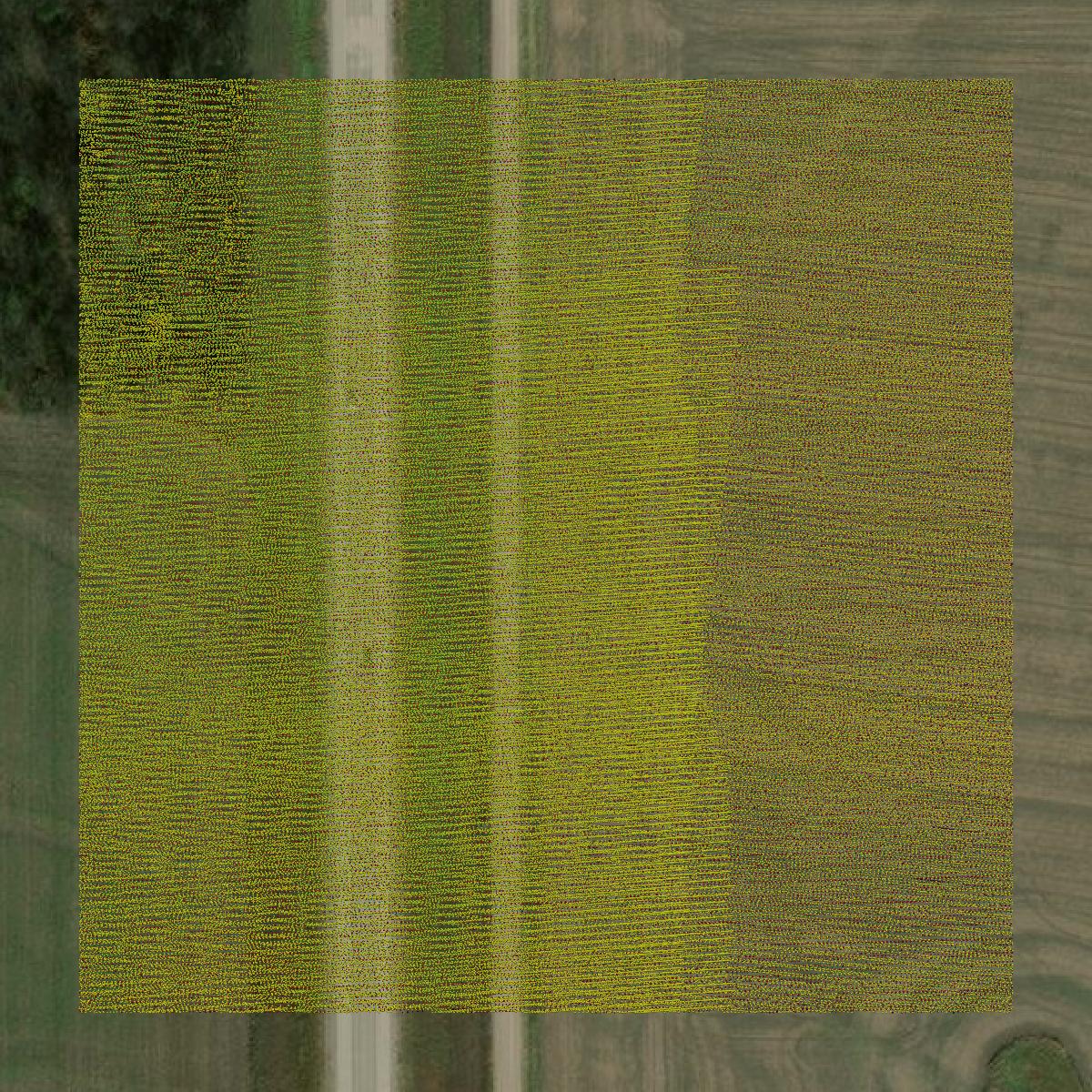 This image shows a LiDAR point cloud in Allen County created using GIS data in Equator.