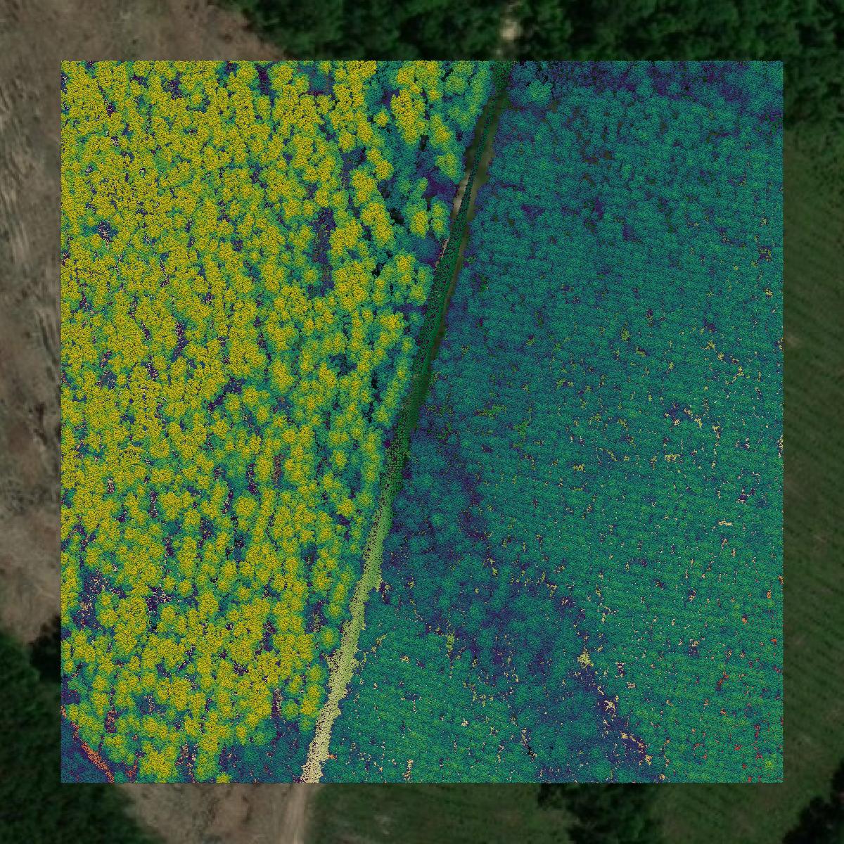 This image shows a LiDAR point cloud in Beauregard Parish created using GIS data in Equator.