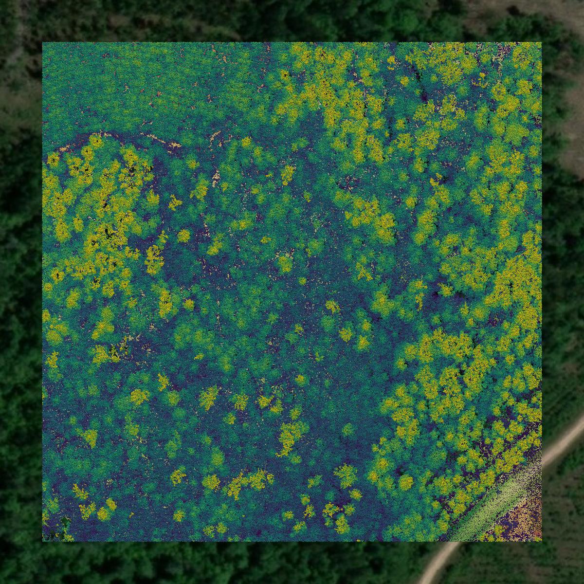 This image shows a LiDAR point cloud in Beauregard Parish created using GIS data in Equator.