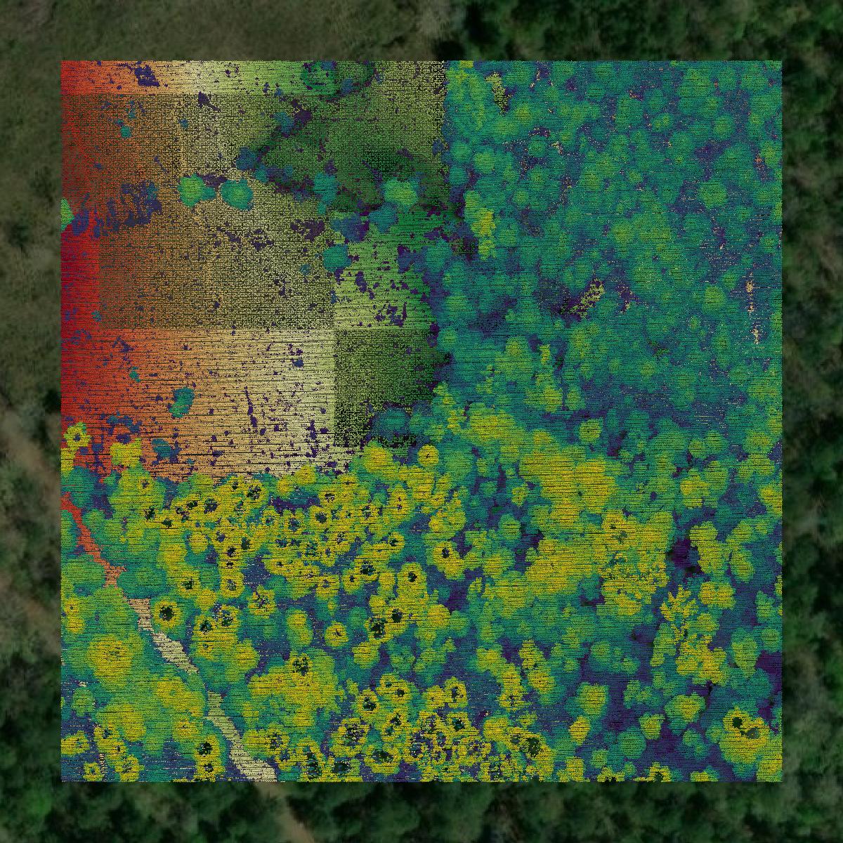 This image shows a LiDAR point cloud in Claiborne Parish created using GIS data in Equator.