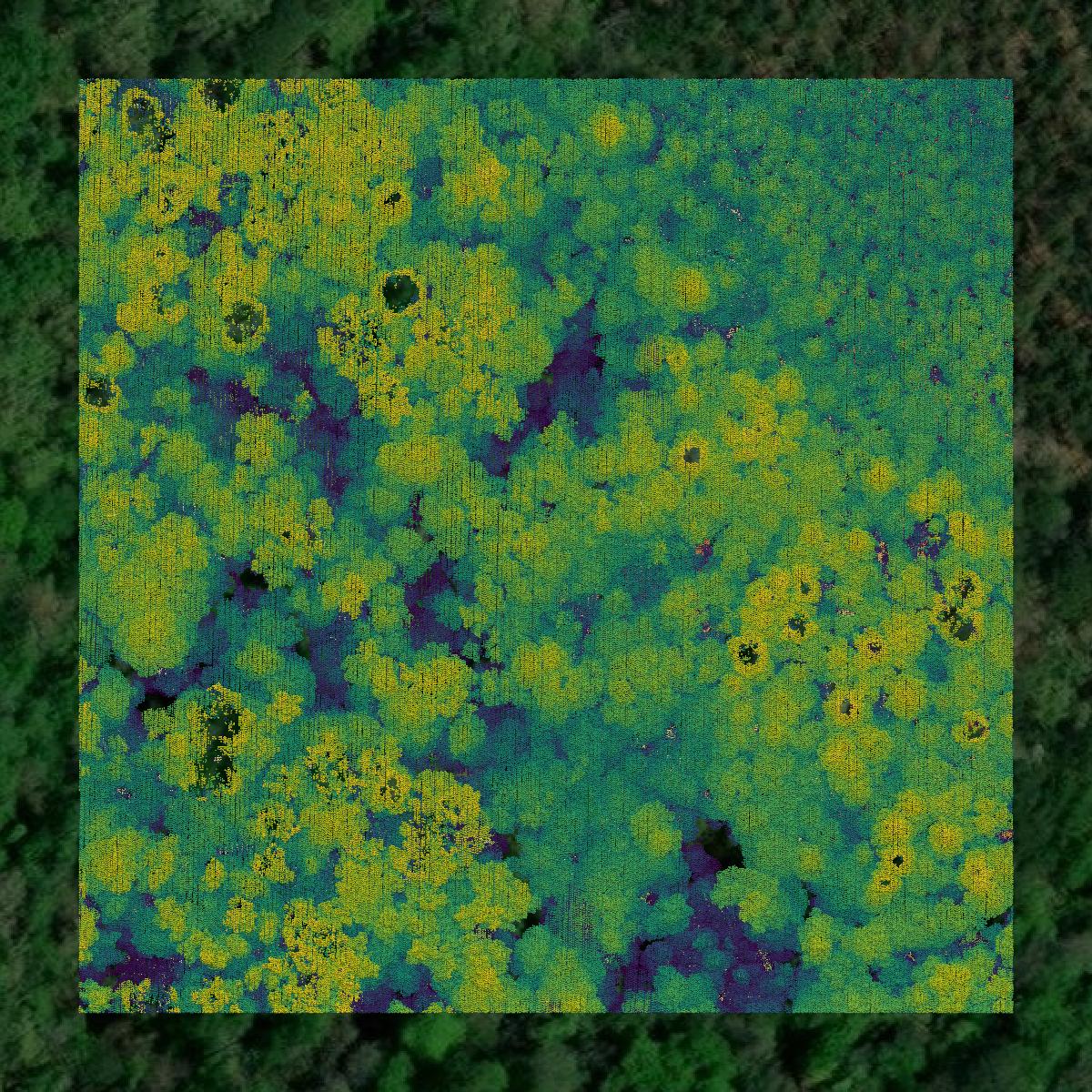 This image shows a LiDAR point cloud in Winn Parish created using GIS data in Equator.