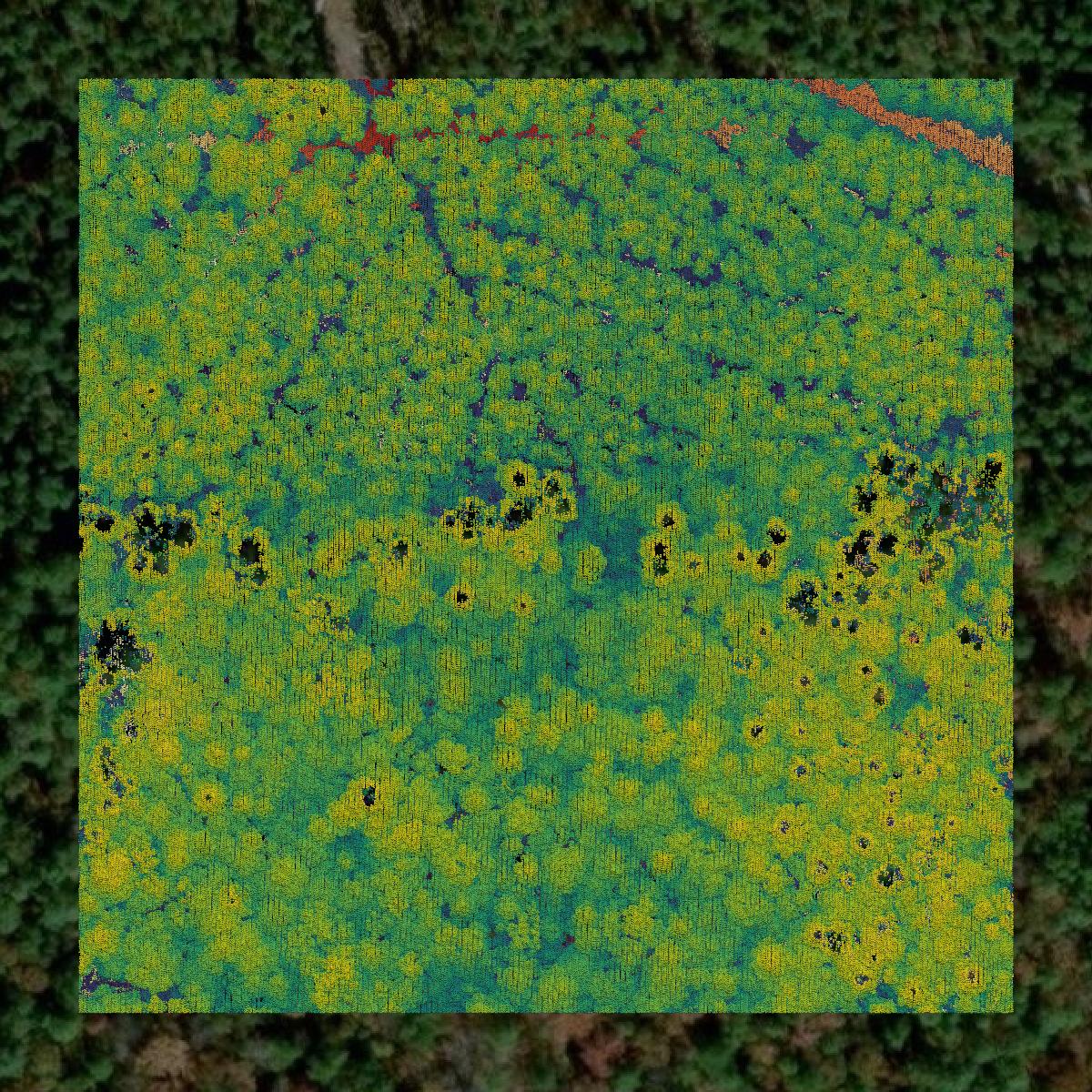 This image shows a LiDAR point cloud in Winn Parish created using GIS data in Equator.