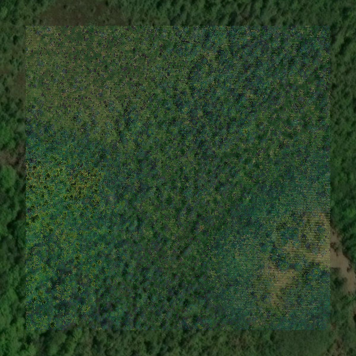 This image shows a LiDAR point cloud in Emmet County created using GIS data in Equator.