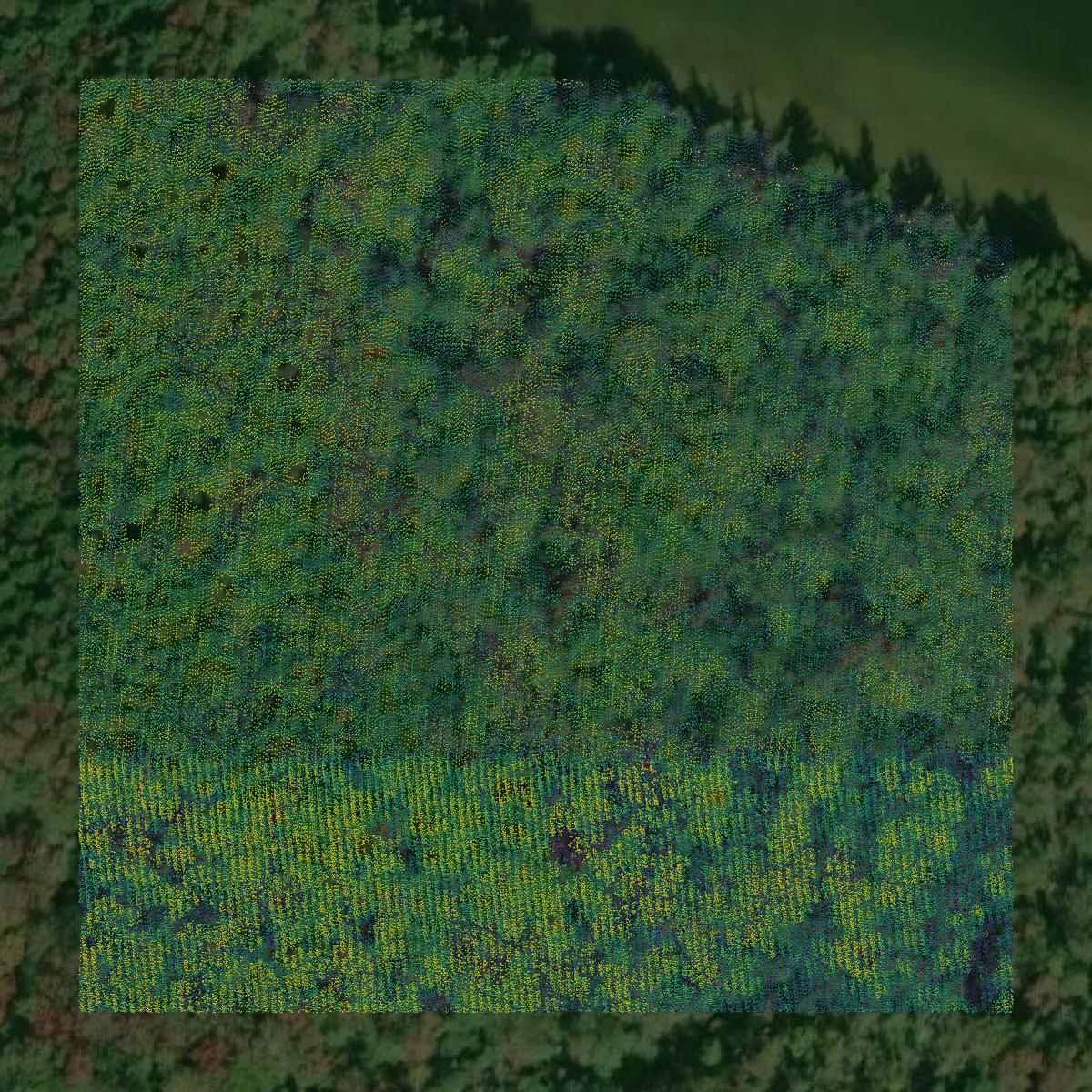 This image shows a LiDAR point cloud in Mackinac County created using GIS data in Equator.