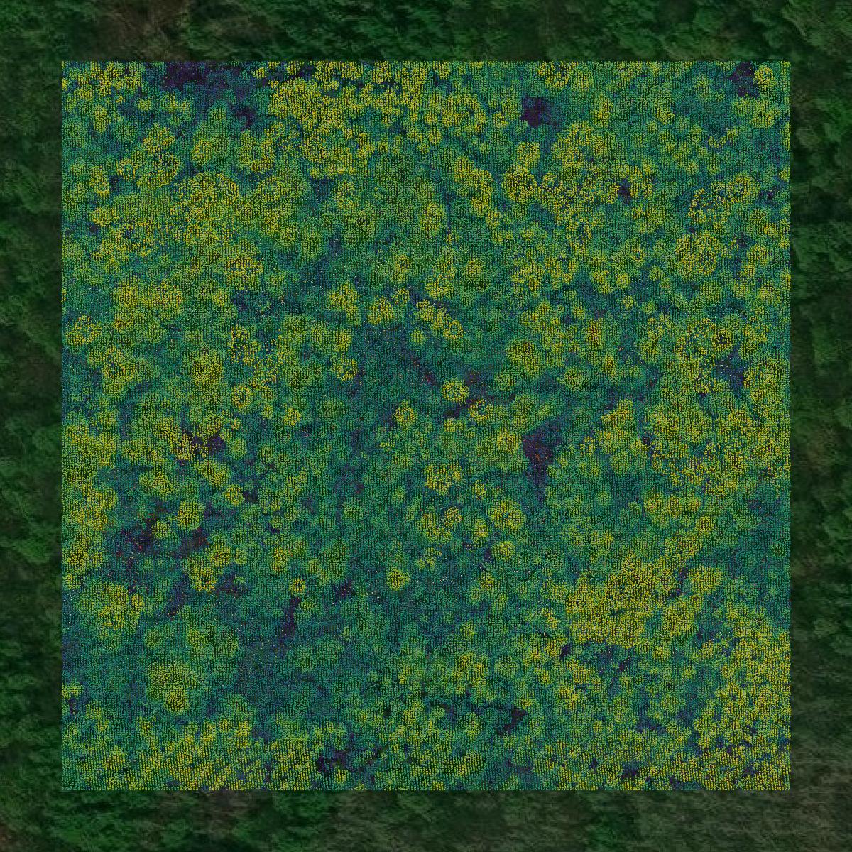 This image shows a LiDAR point cloud in Beltrami County created using GIS data in Equator.