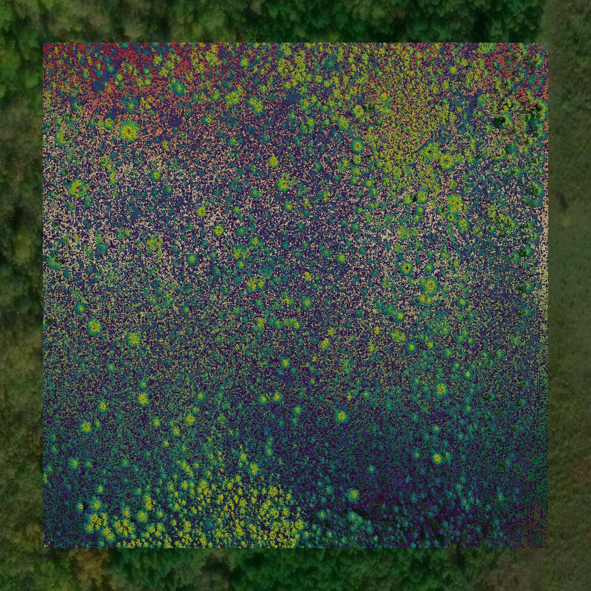 This image shows a LiDAR point cloud in Lake of the Woods County created using GIS data in Equator.