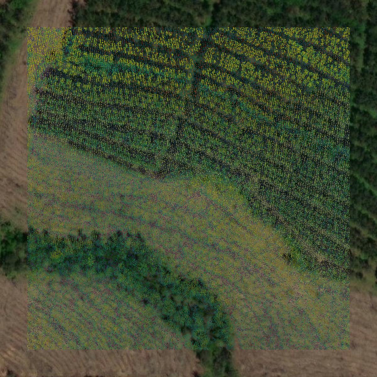 This image shows a LiDAR point cloud in Jasper County created using GIS data in Equator.