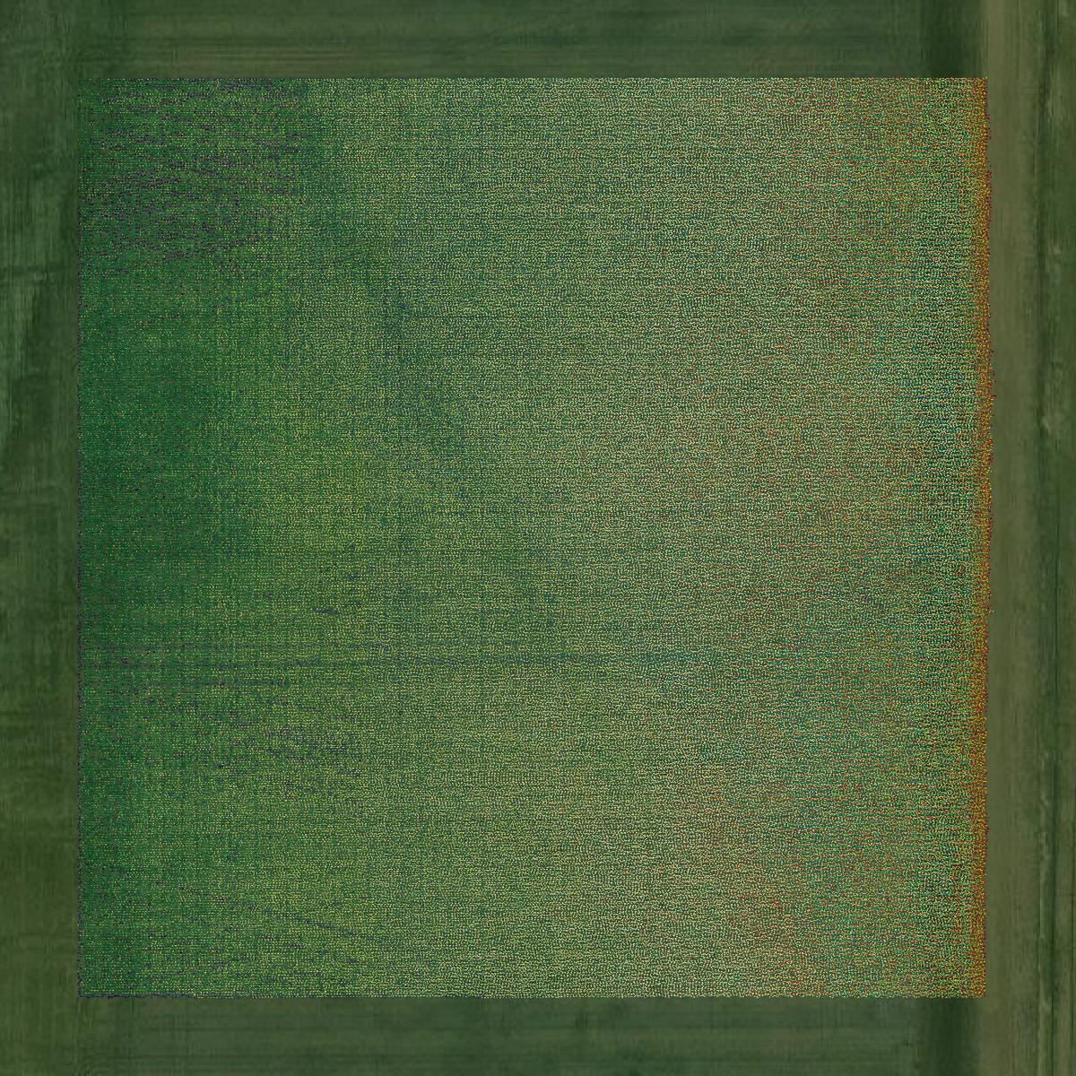 This image shows a LiDAR point cloud in Quitman County created using GIS data in Equator.