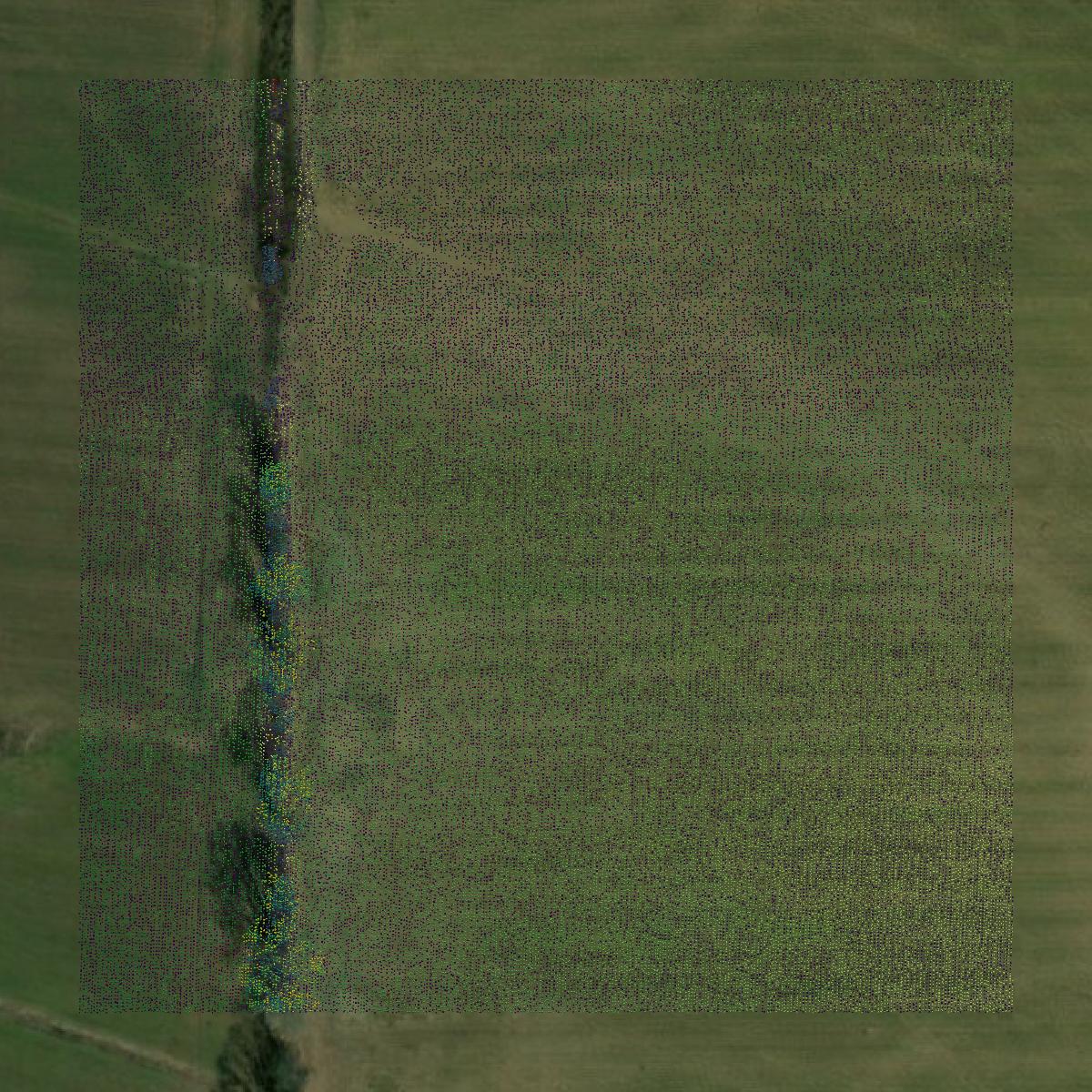 This image shows a LiDAR point cloud in Webster County created using GIS data in Equator.