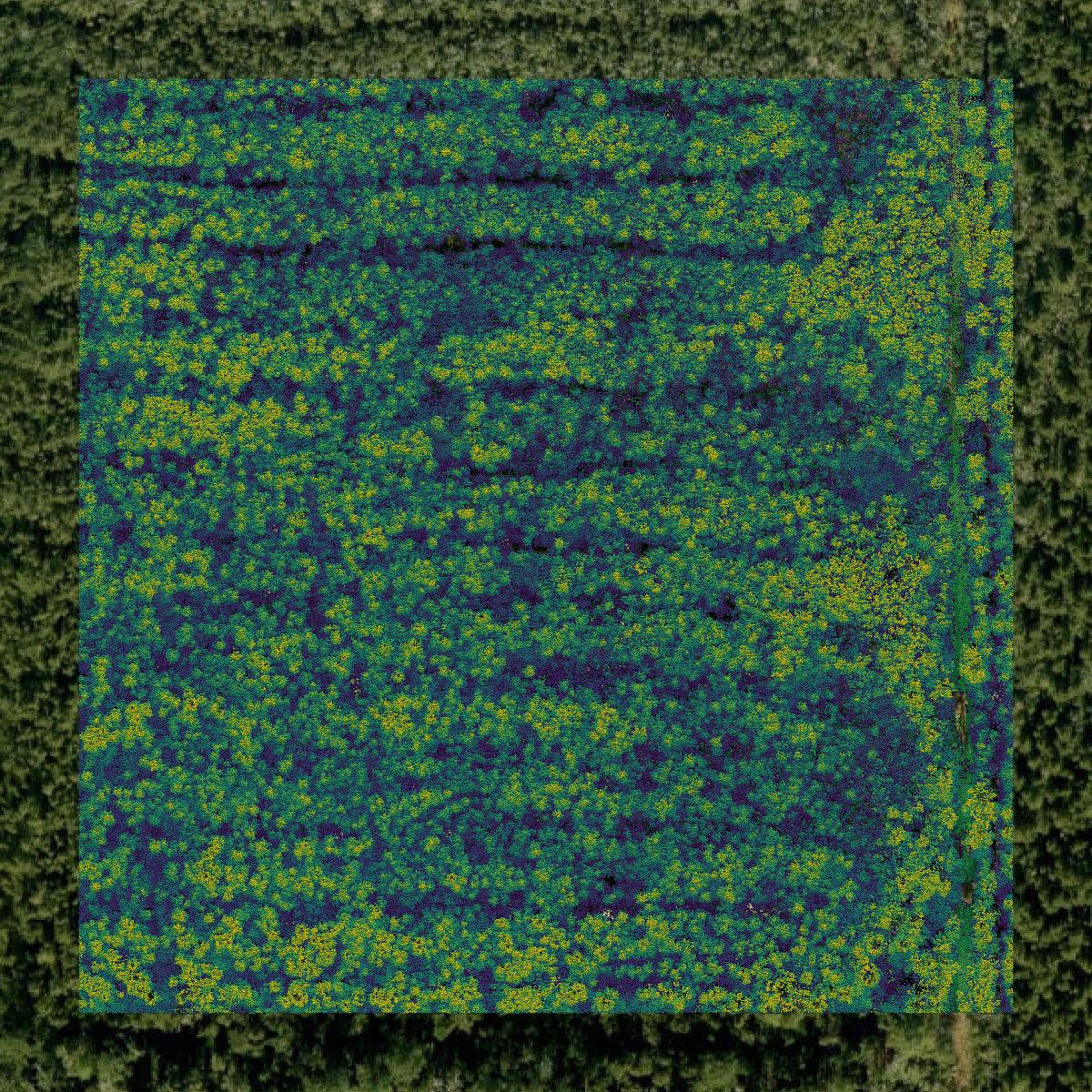 This image shows a LiDAR point cloud in Dare County created using GIS data in Equator.