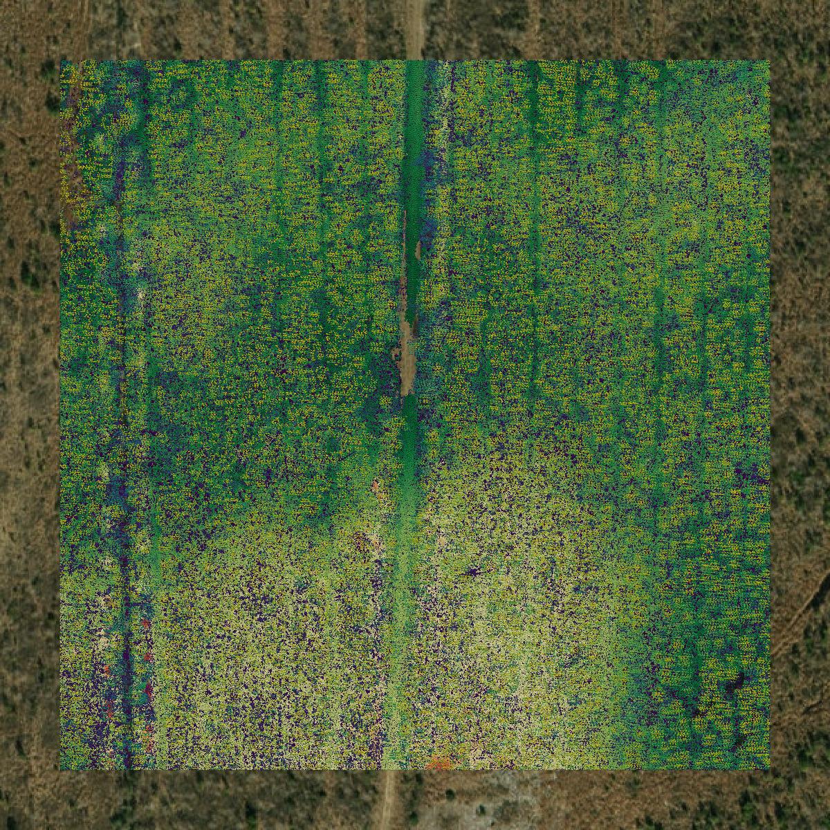 This image shows a LiDAR point cloud in Duplin County created using GIS data in Equator.