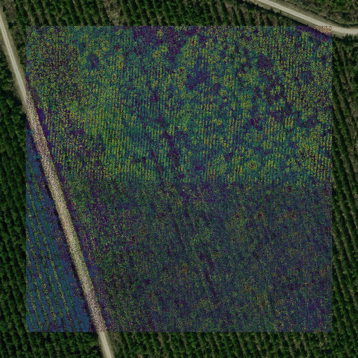 This image shows a LiDAR point cloud in Pamlico County created using GIS data in Equator.