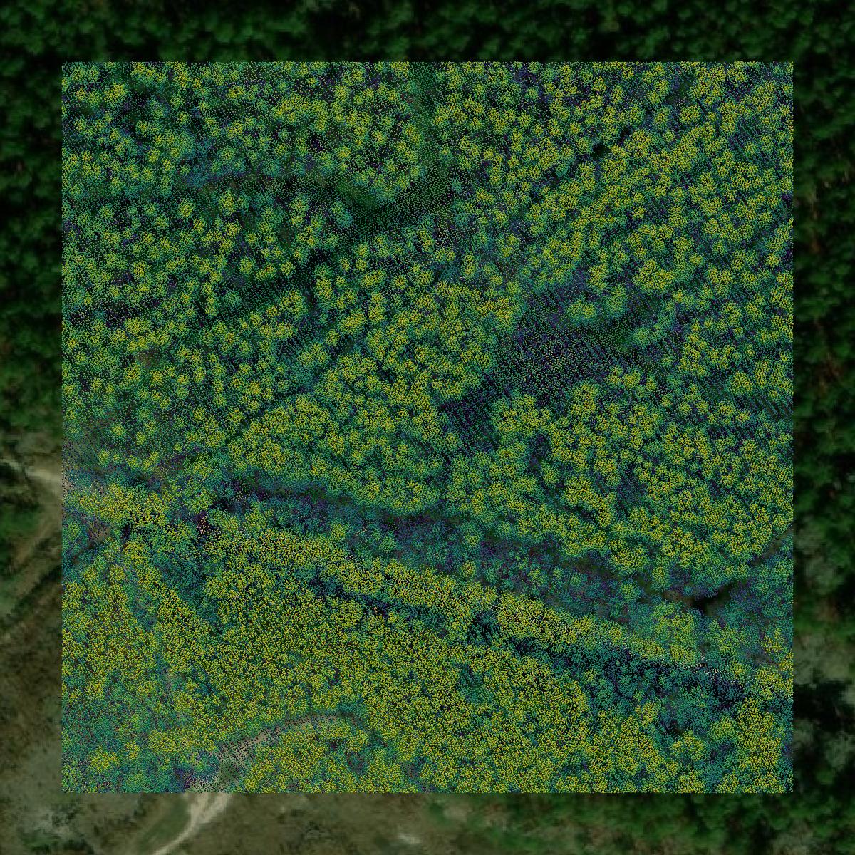 This image shows a LiDAR point cloud in Bamberg County created using GIS data in Equator.