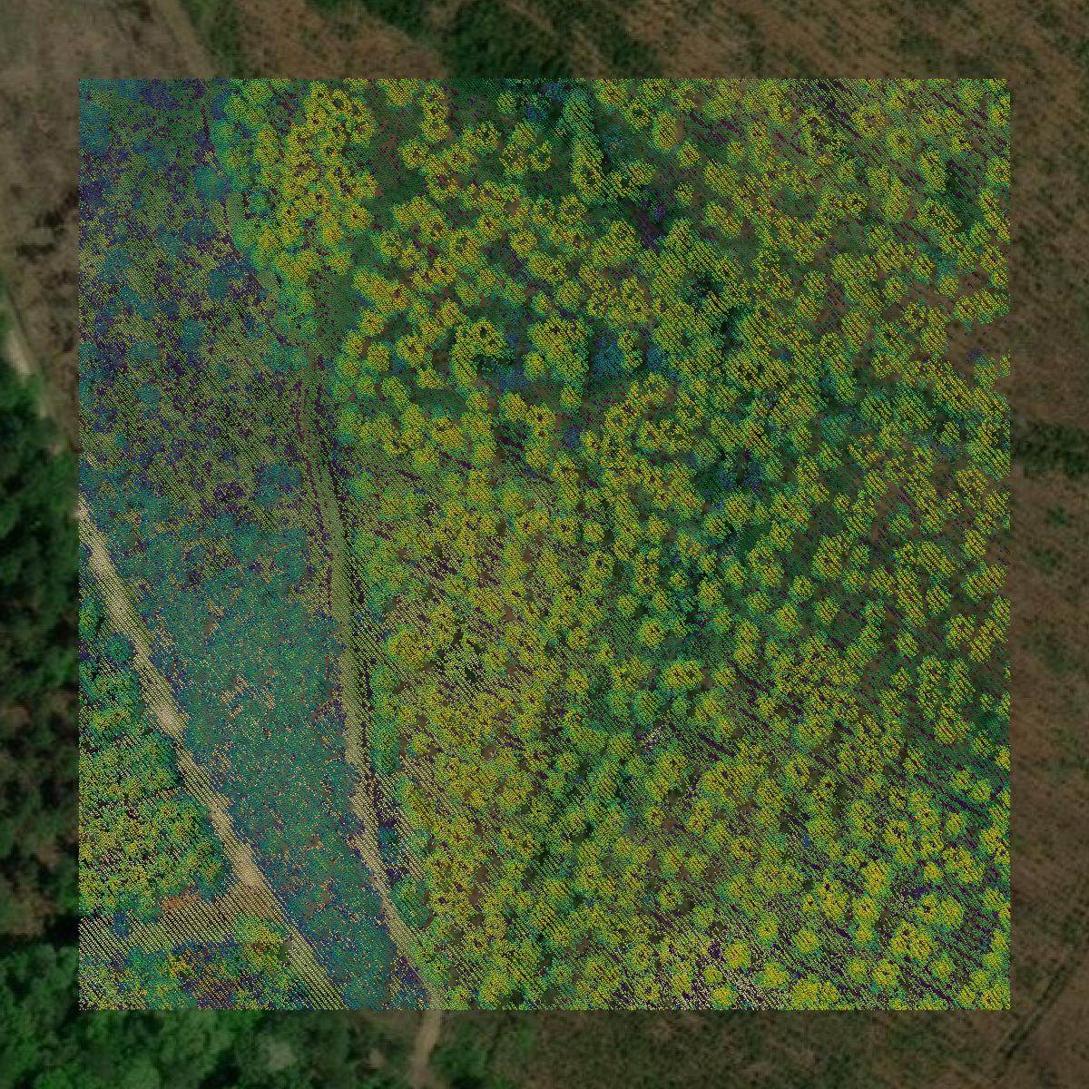 This image shows a LiDAR point cloud in Colleton County created using GIS data in Equator.