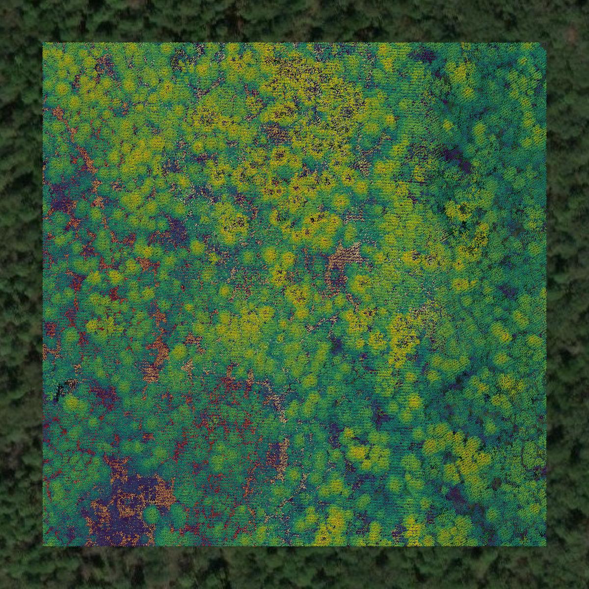 This image shows a LiDAR point cloud in Dorchester County created using GIS data in Equator.
