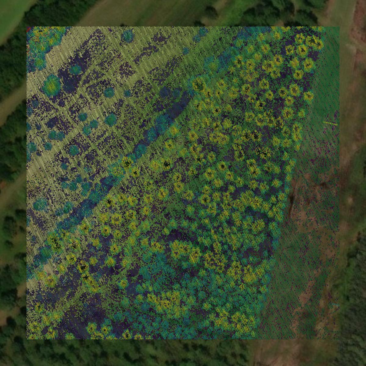 This image shows a LiDAR point cloud in Jasper County created using GIS data in Equator.