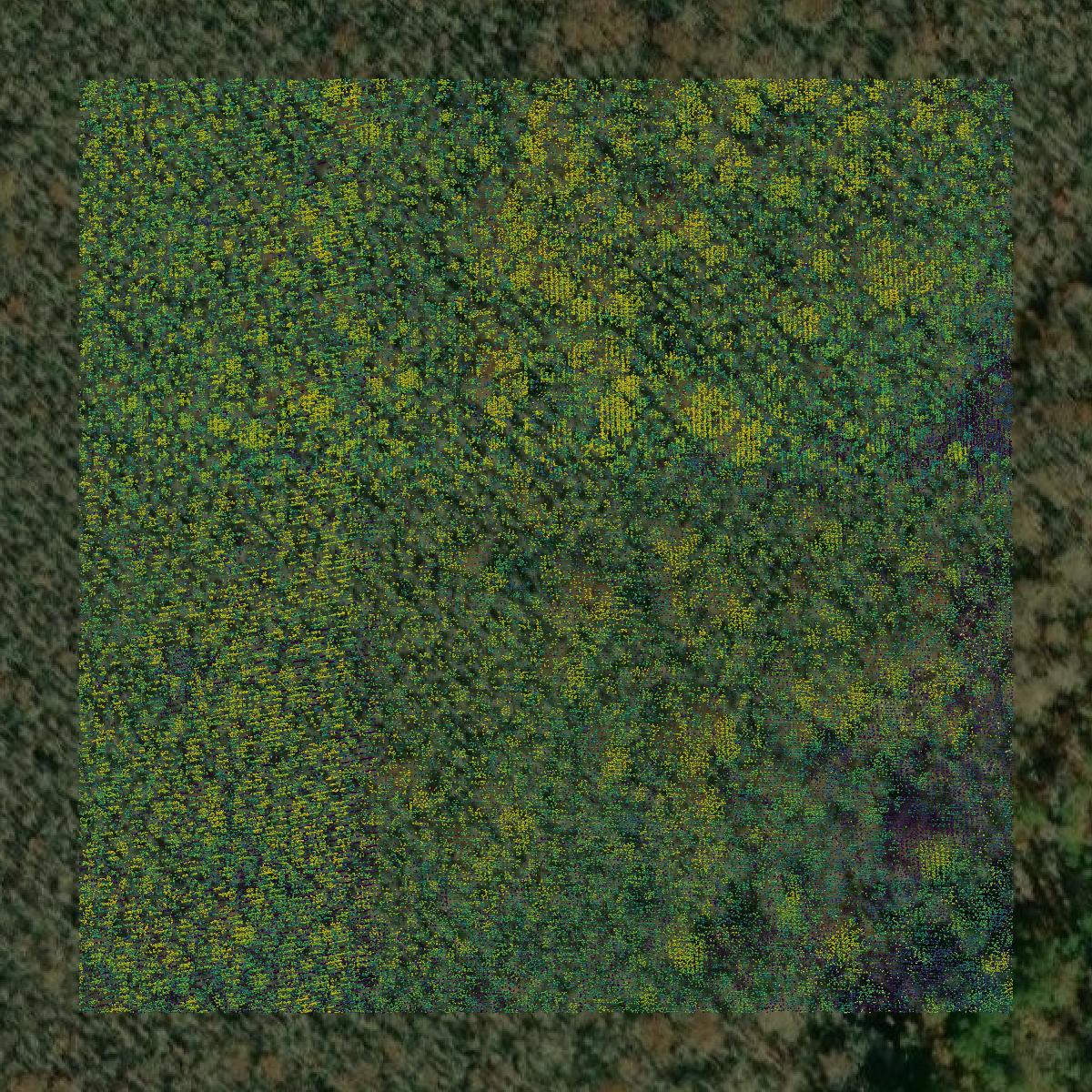 This image shows a LiDAR point cloud in Marion County created using GIS data in Equator.