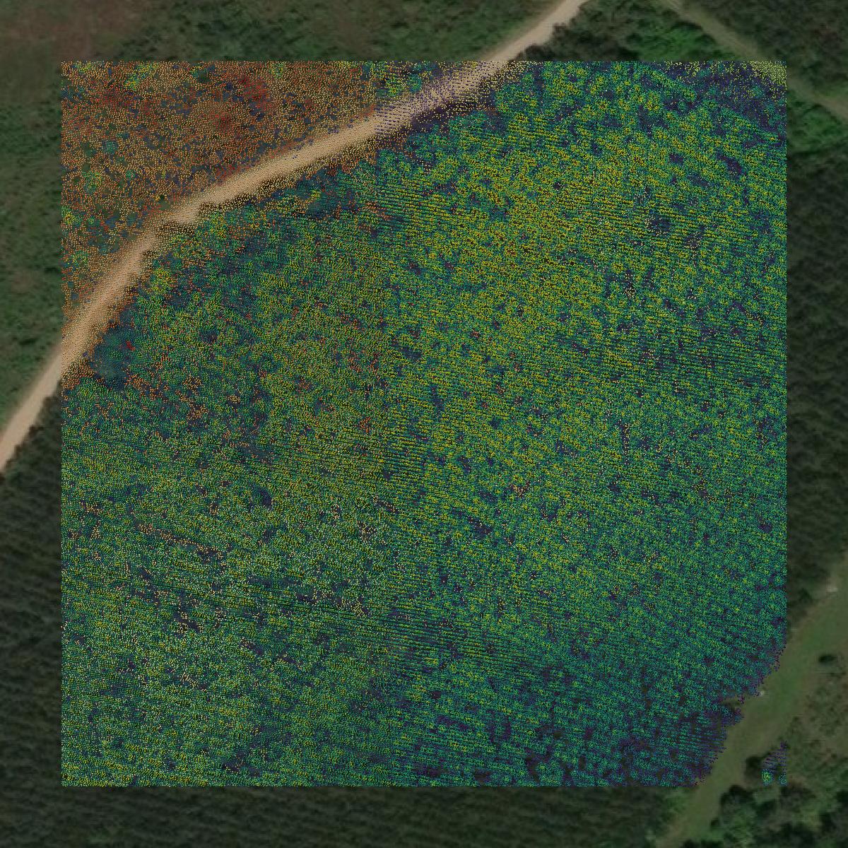 This image shows a LiDAR point cloud in Angelina County created using GIS data in Equator.