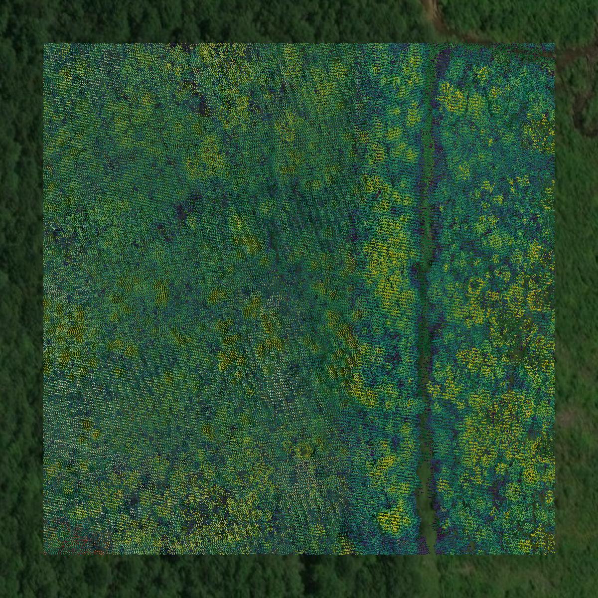 This image shows a LiDAR point cloud in Cass County created using GIS data in Equator.