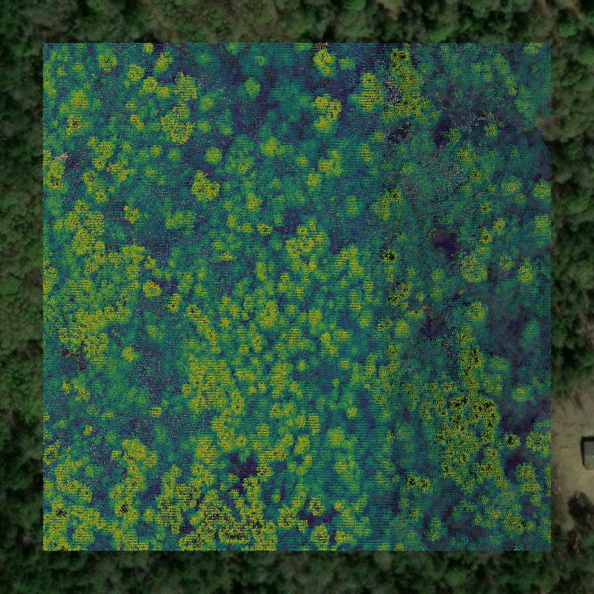 This image shows a LiDAR point cloud in Jasper County created using GIS data in Equator.