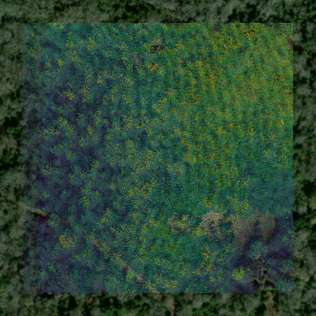This image shows a LiDAR point cloud in Leon County created using GIS data in Equator.