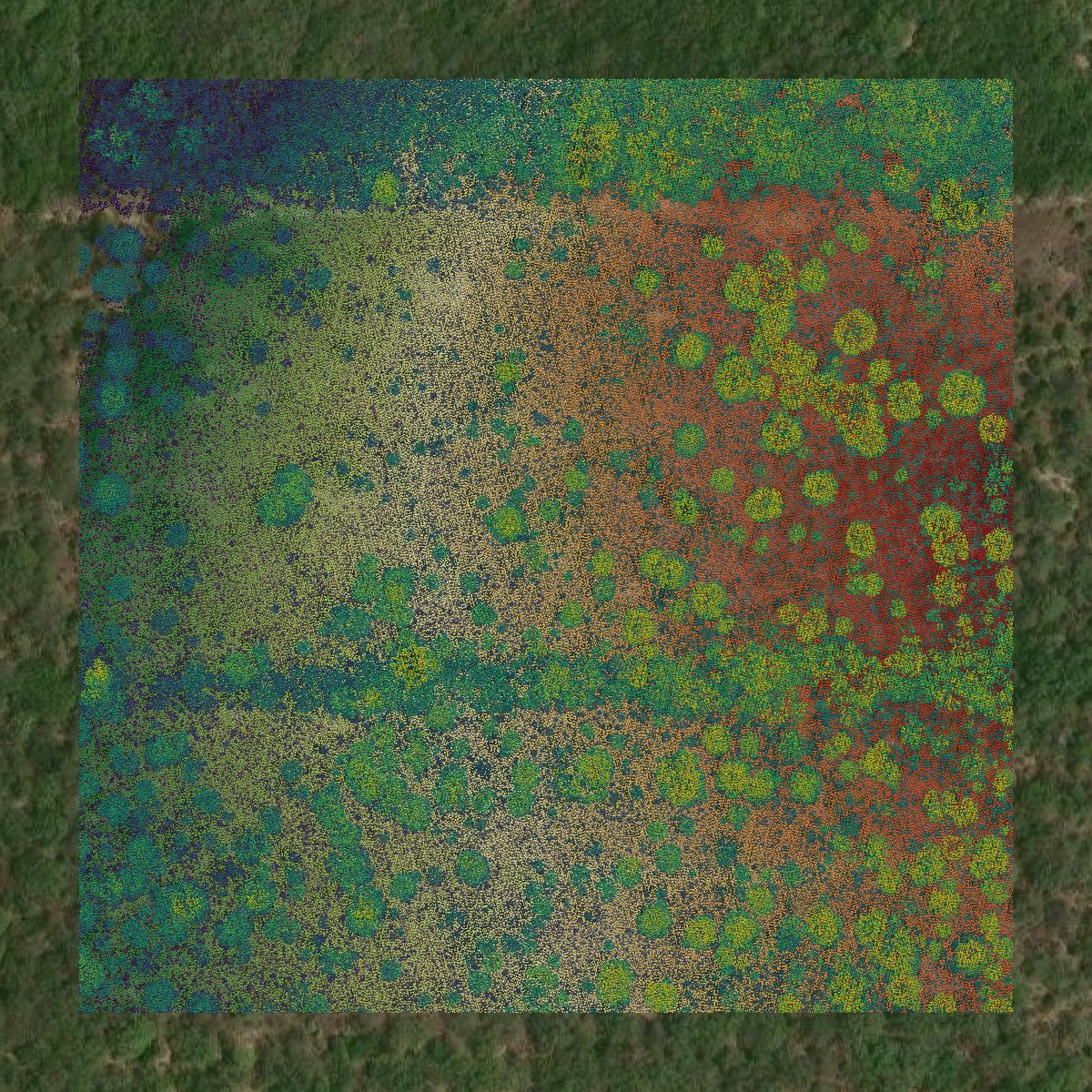 This image shows a LiDAR point cloud in Live Oak County created using GIS data in Equator.